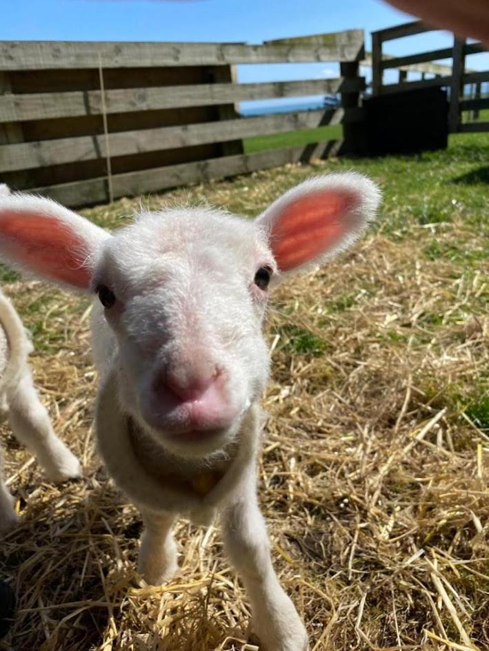 Tataraimaka Farmlet Villa Kültér fotó